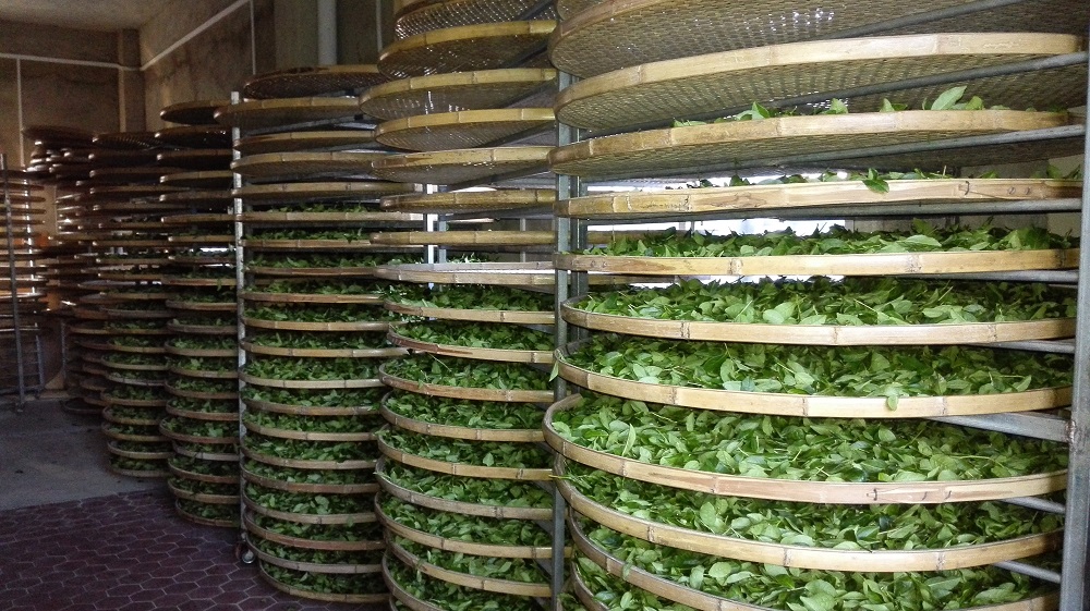 Технологический процесс и оборудование для производства зеленого чая